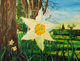 Daffodils In March At Flints by Ned Pamphilon