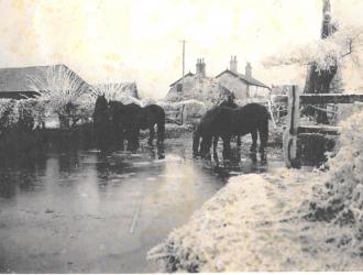 CW Pond with Horses